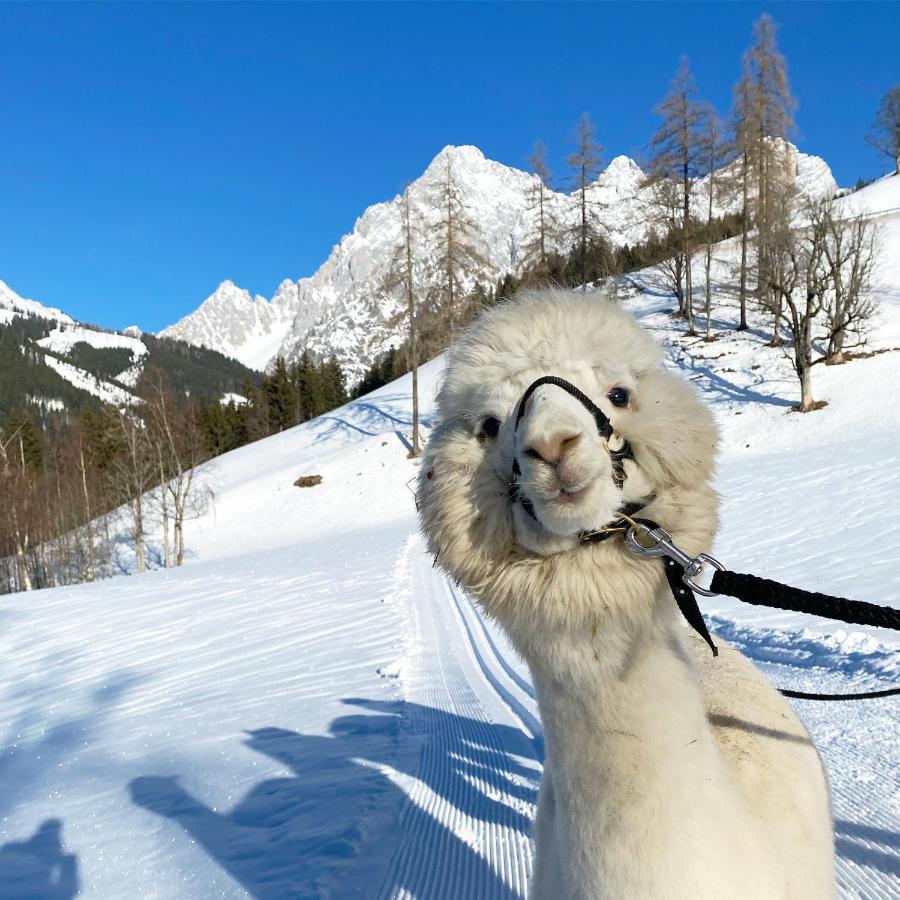 Bio-Bauernhof Grundlehnerhof Guest House Ramsau am Dachstein Eksteriør bilde
